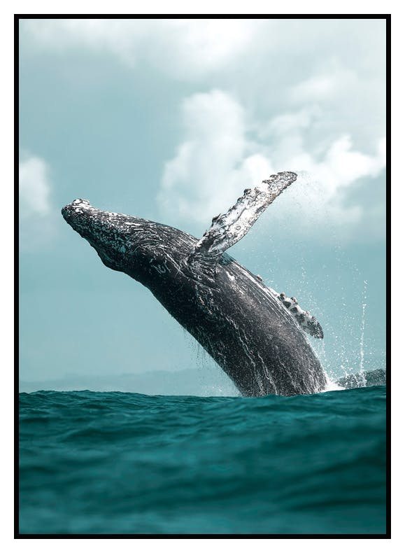Hyppäävä Valas Juliste (50x70 cm) - Poster Store