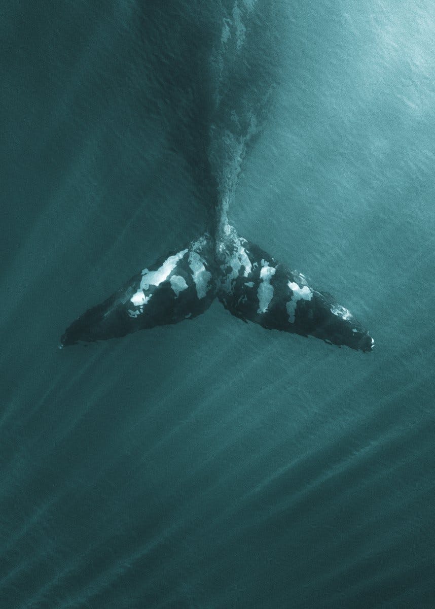 クジラの尾 ポスター 0