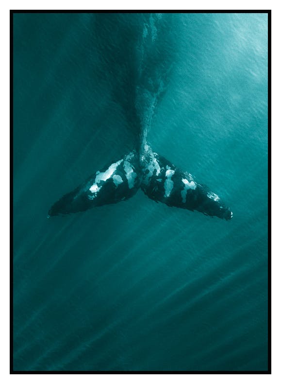 Walflosse Poster (21x30 cm) - Poster Store