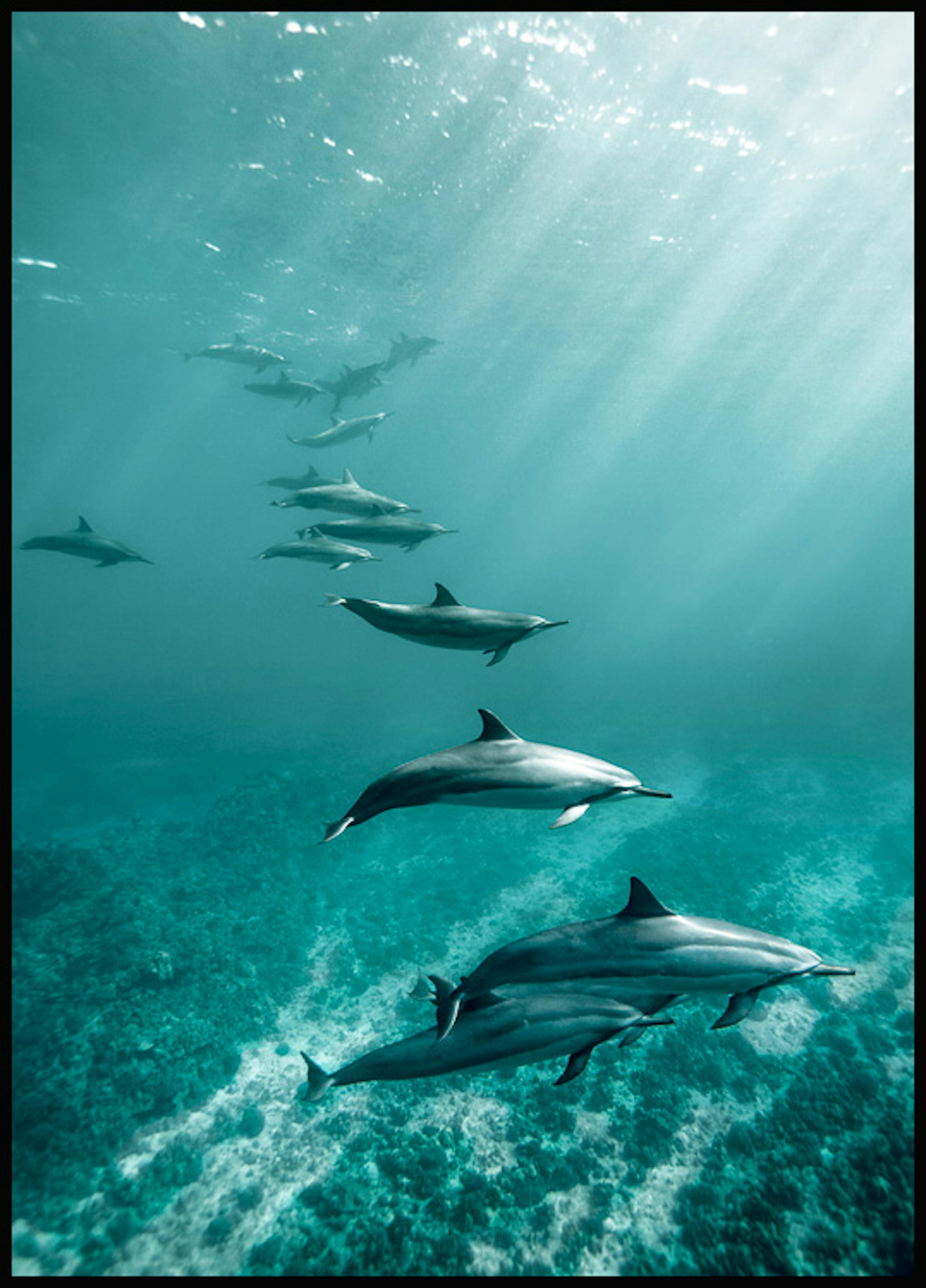 Ocean Dolphins Poster 0