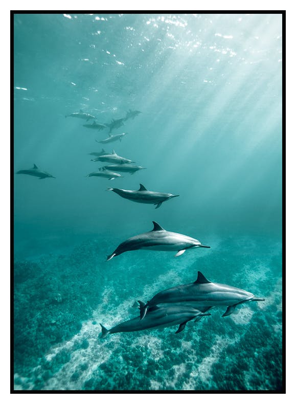 Plakat Delfiny W Oceanie (21x30 cm) - Poster Store