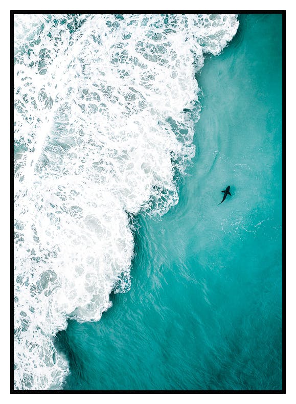 Shark Spotting Poster (50x70 cm) - Poster Store
