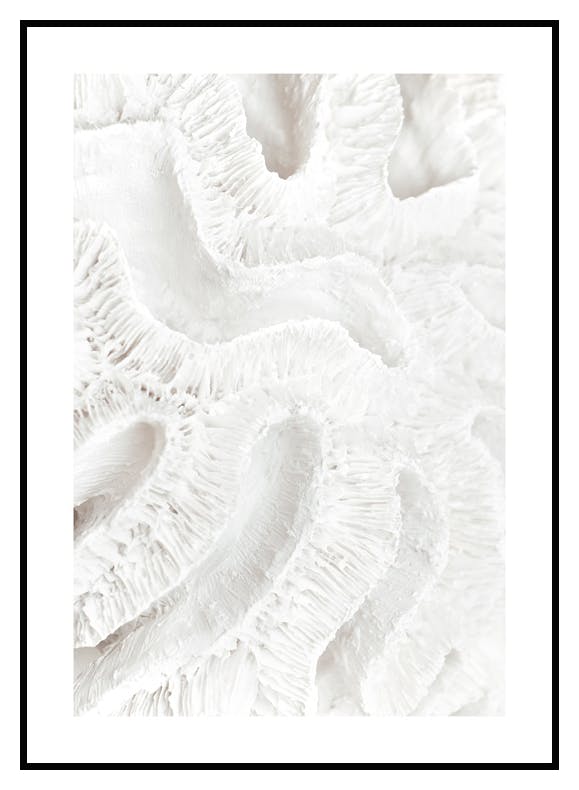 Koralle Detail Poster (21x30 cm) - Poster Store