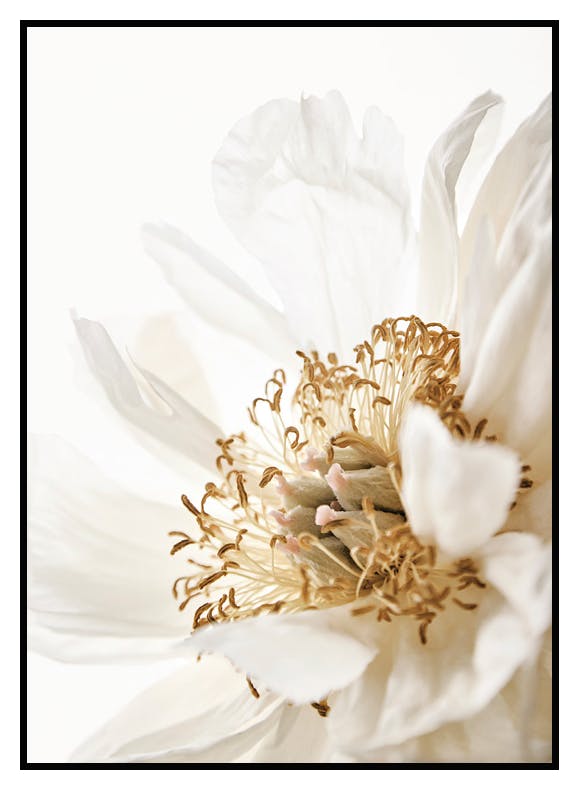 Vacker Pion Poster (50x70 cm) - Poster Store