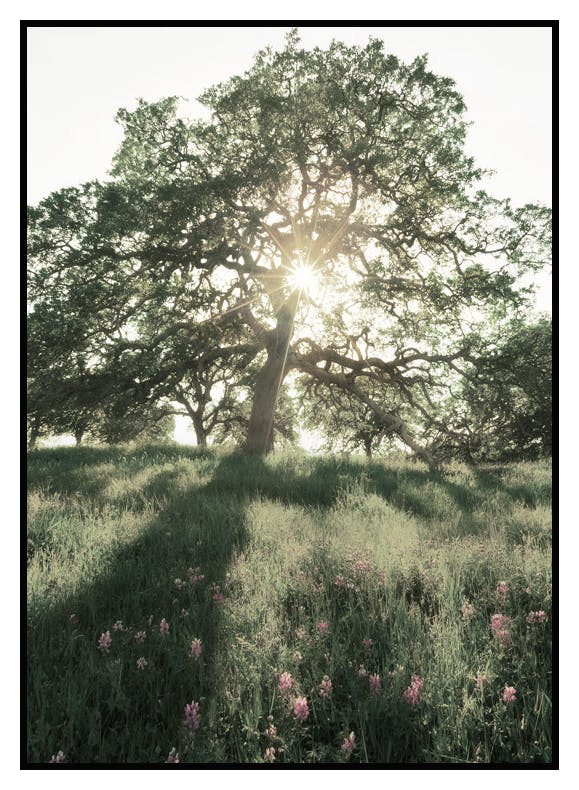 Solsken genom Träd Poster (21x30 cm) - Poster Store