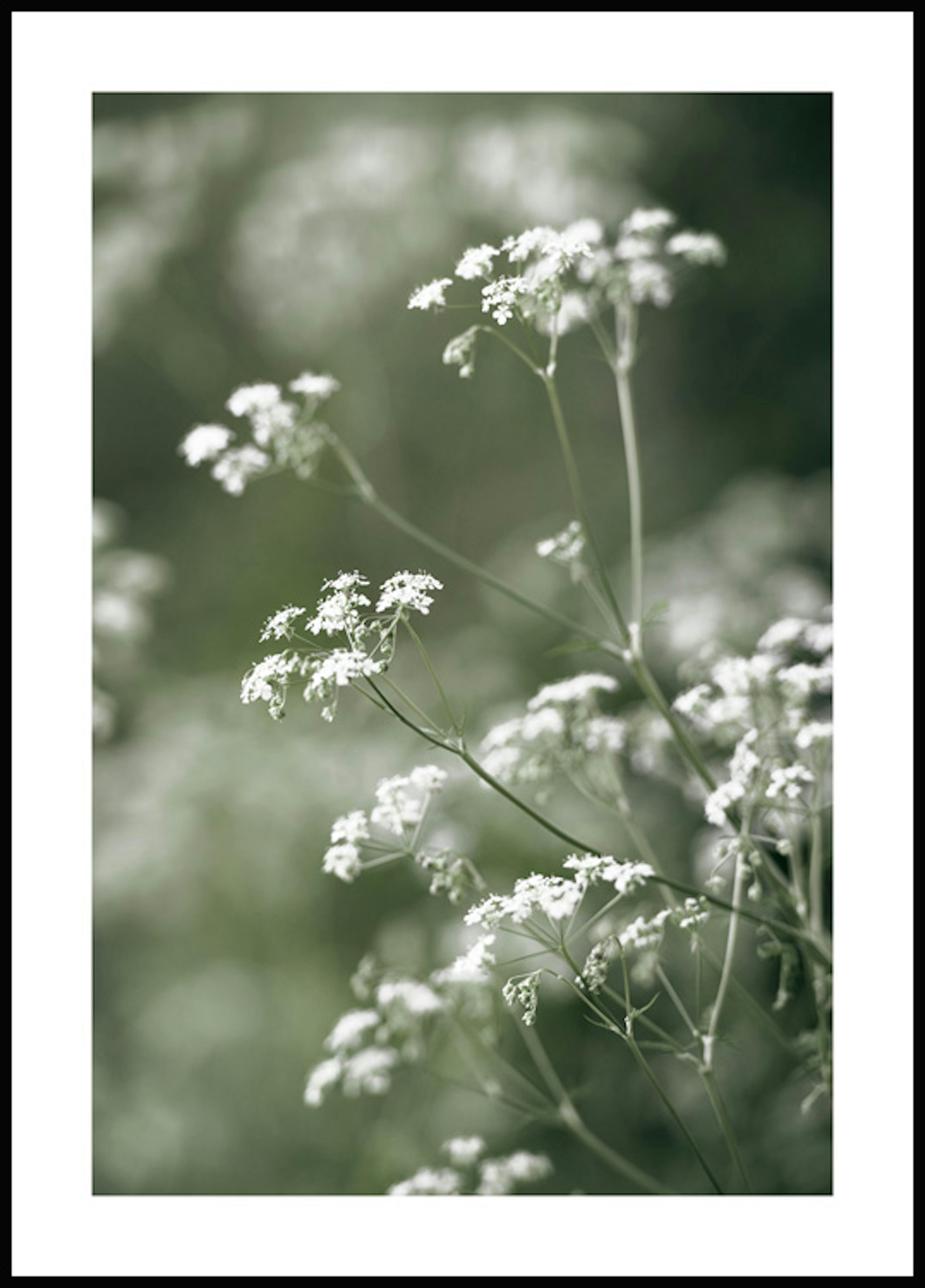 Cow Parsley Poster 0