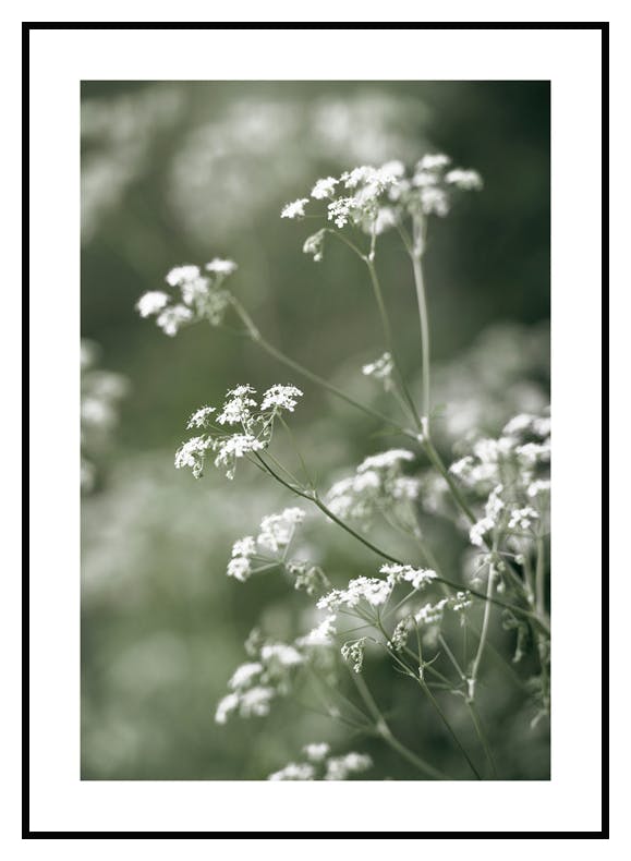 Hundekjeks Poster (50x70 cm) - Poster Store