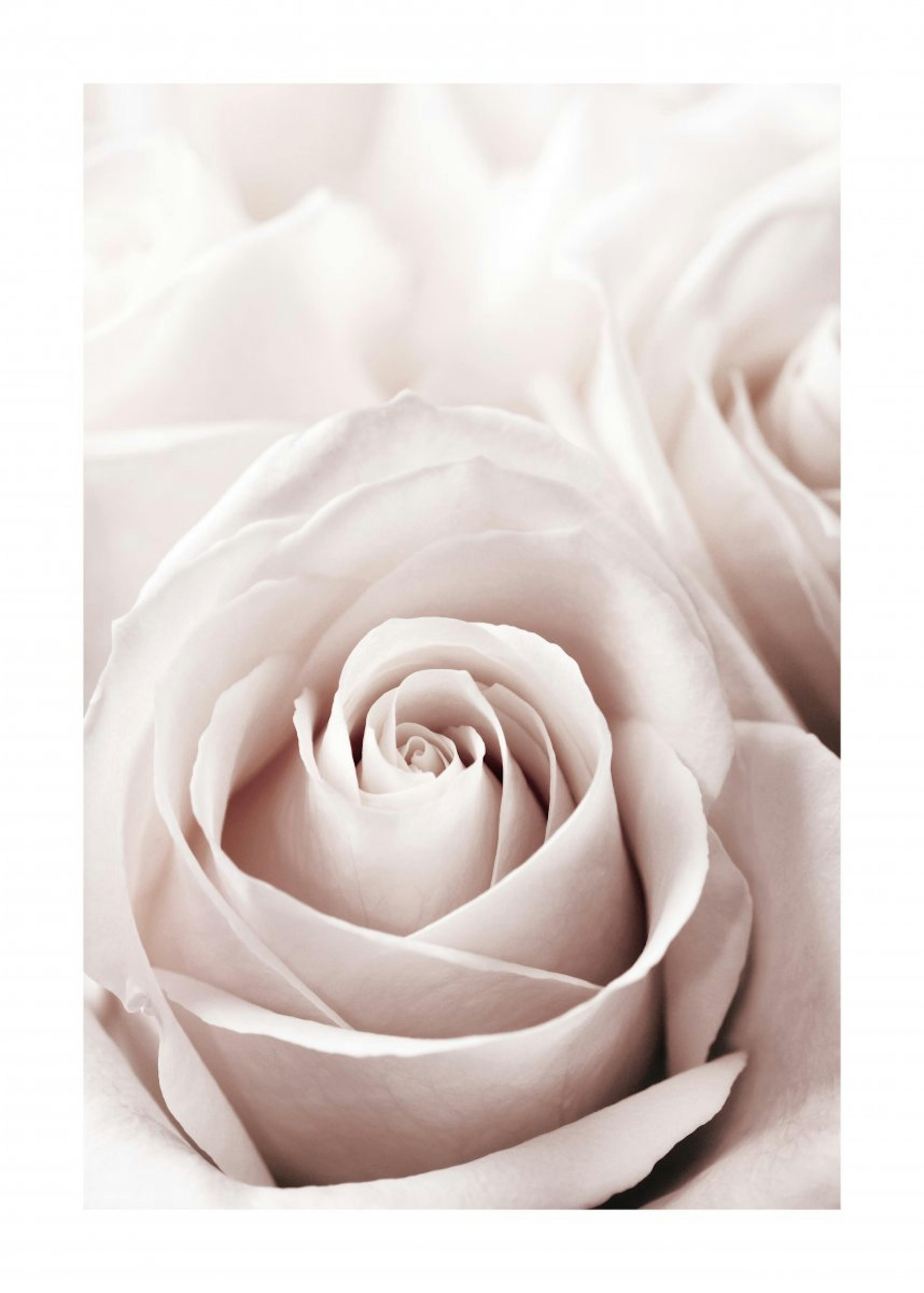 Altrosa Rose Poster 0