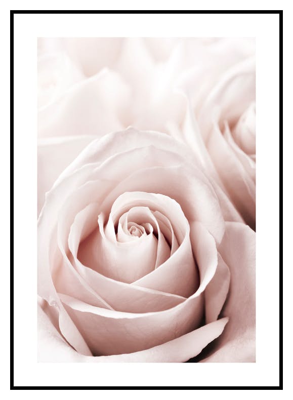 Gammelrosa Rose Poster (21x30 cm) - Poster Store