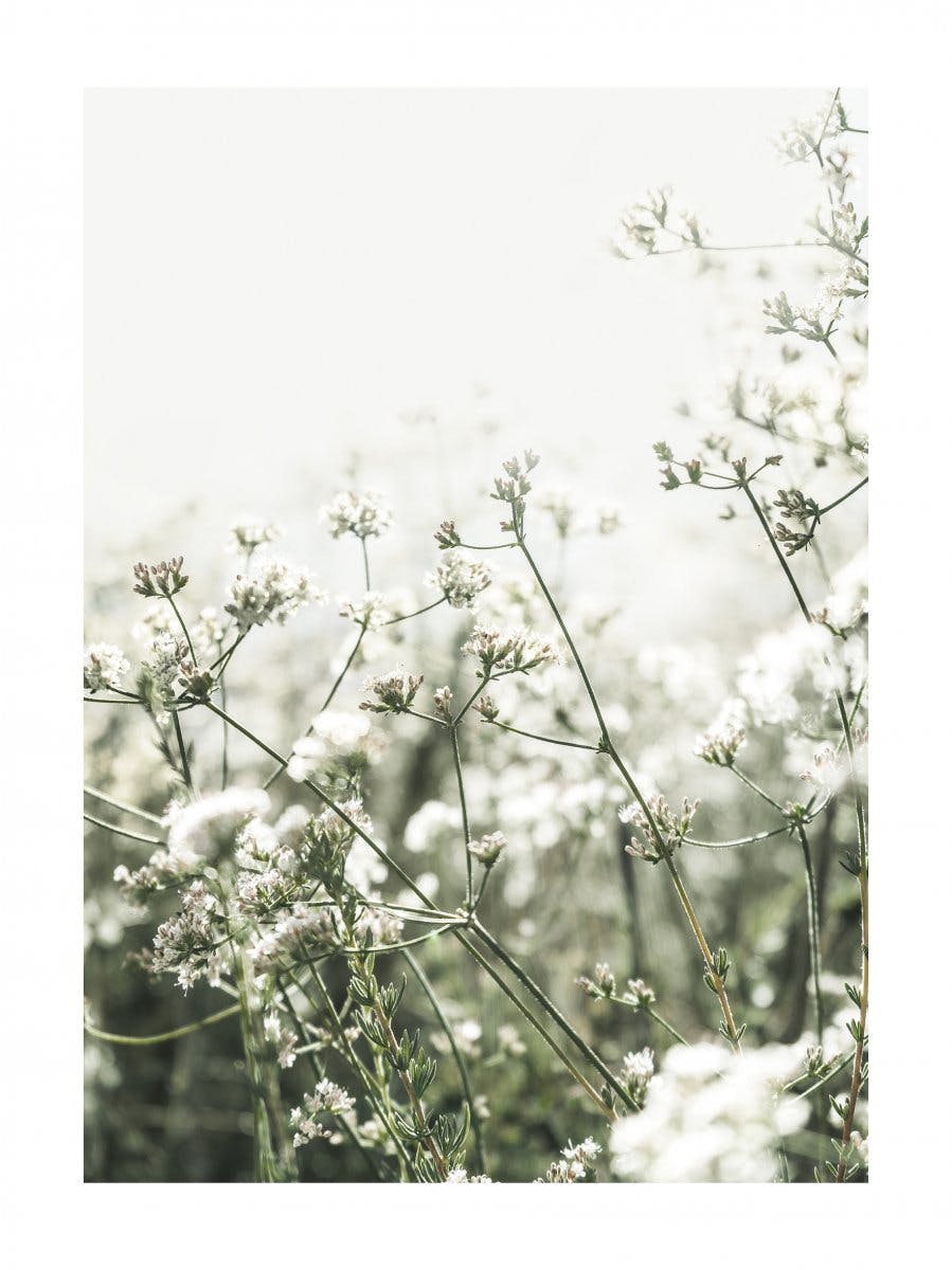 Póster Pequeñas flores blancas 0