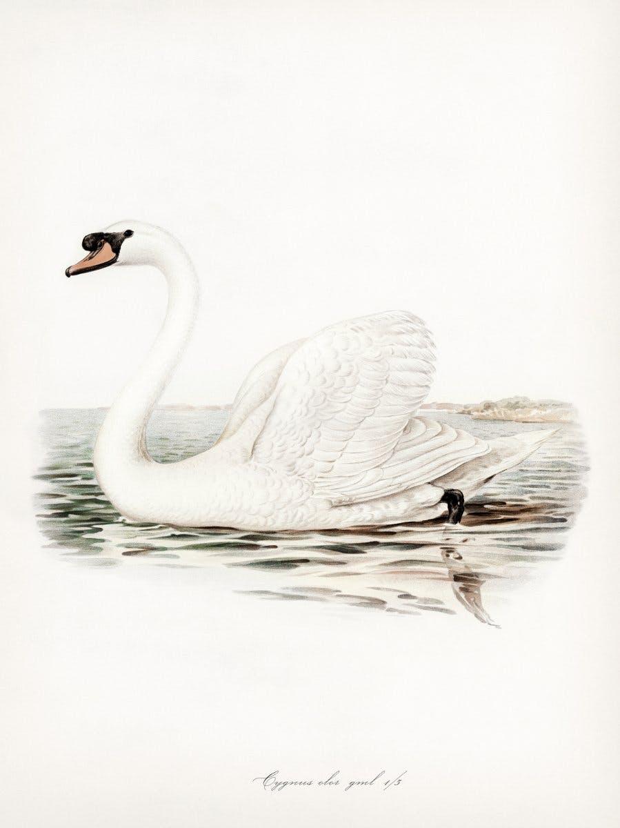 Ilustrace labuť Plakát 0