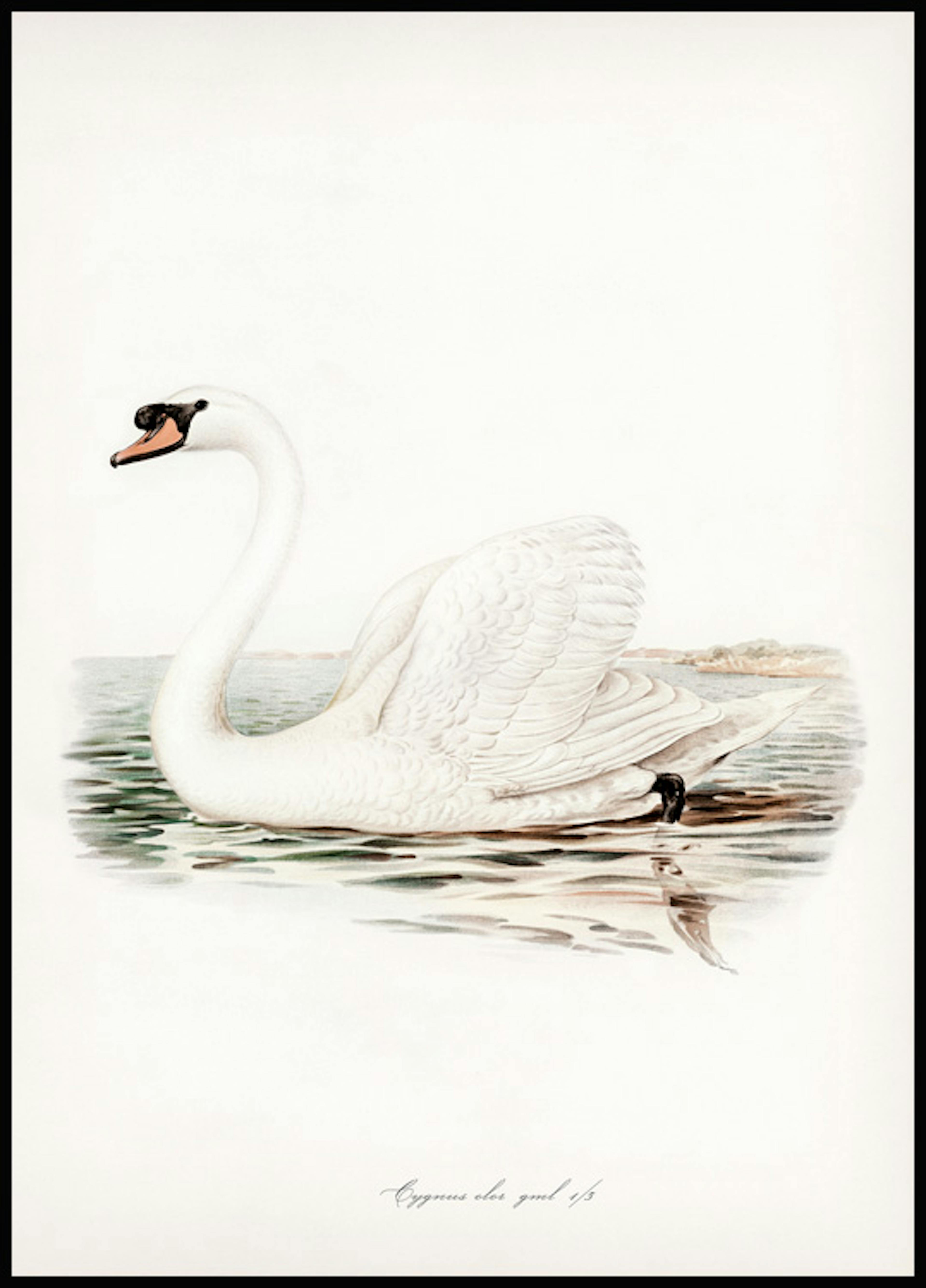 雄大な白鳥のイラストポスター 0