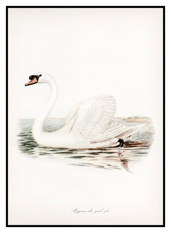 Majestueuze Zwaan Illustratie Poster (50x70 cm) - Poster Store