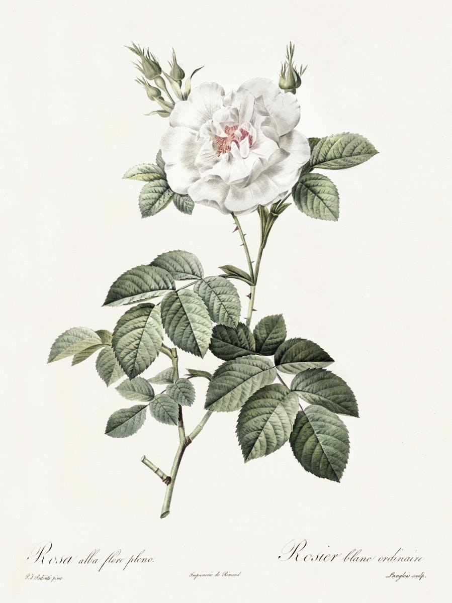 Valkoinen Ruusu Illustraatio Juliste 0