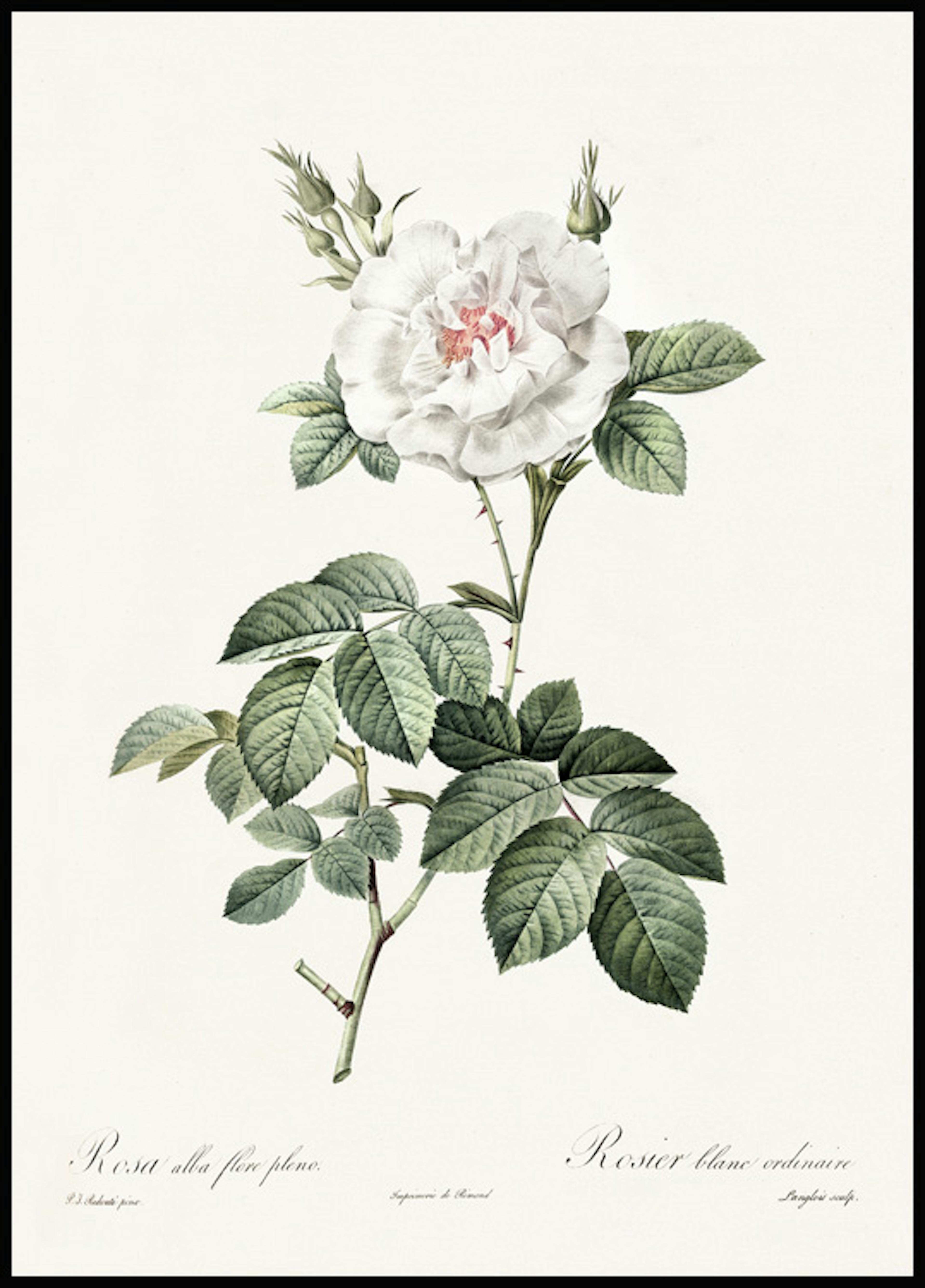 Póster Ilustración Rosa Blanca 0