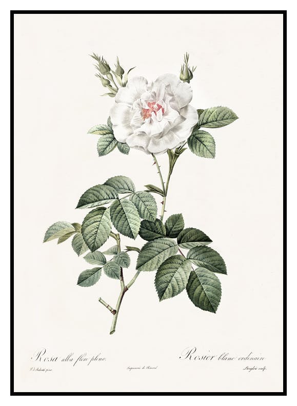 Vit Ros Illustration Poster (50x70 cm) - Poster Store