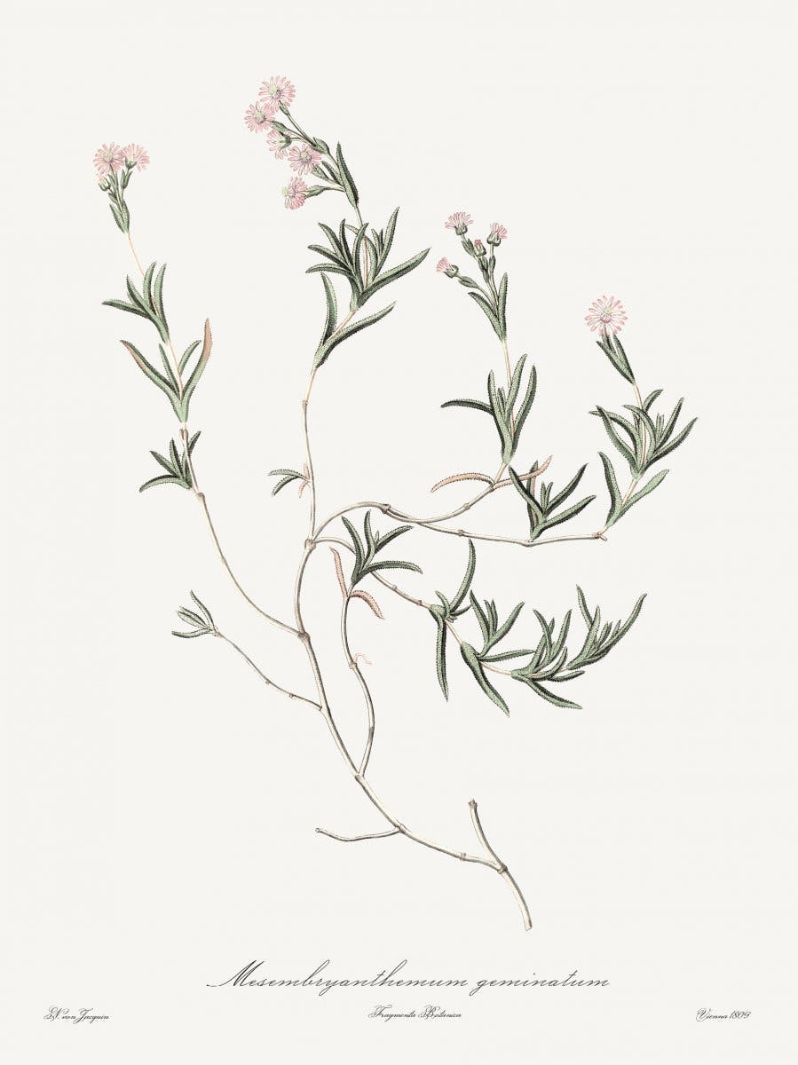 Rosa Plante Illustrasjon Poster 0