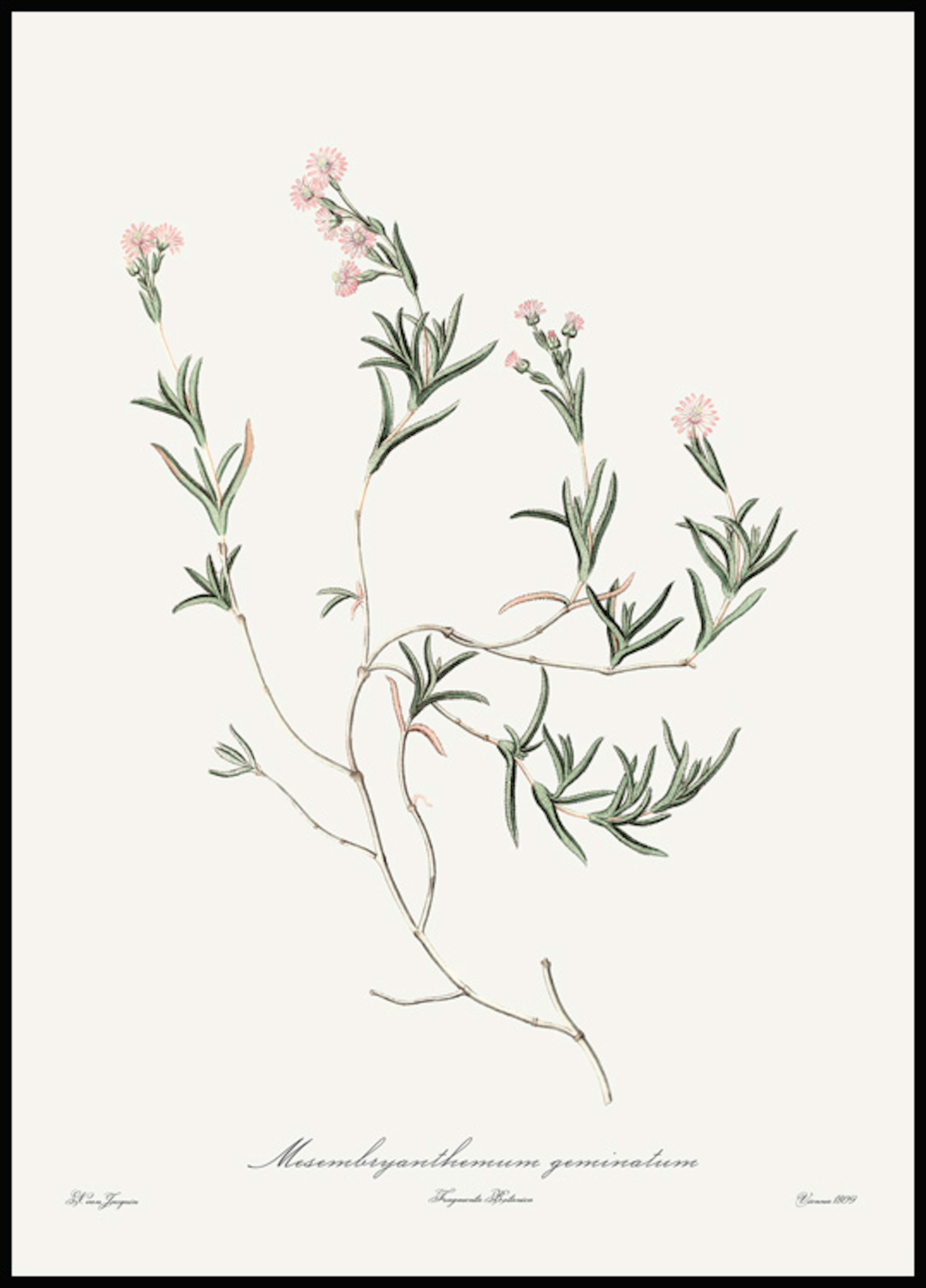 ピンクの植物のイラストポスター - 美術品 0