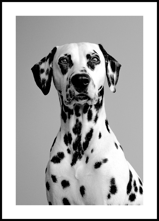Dalmatiner Poster - Tierposter