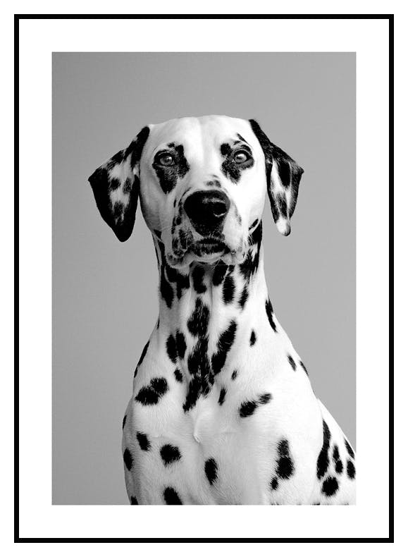 Dalmatiner Poster (21x30 cm) - Poster Store