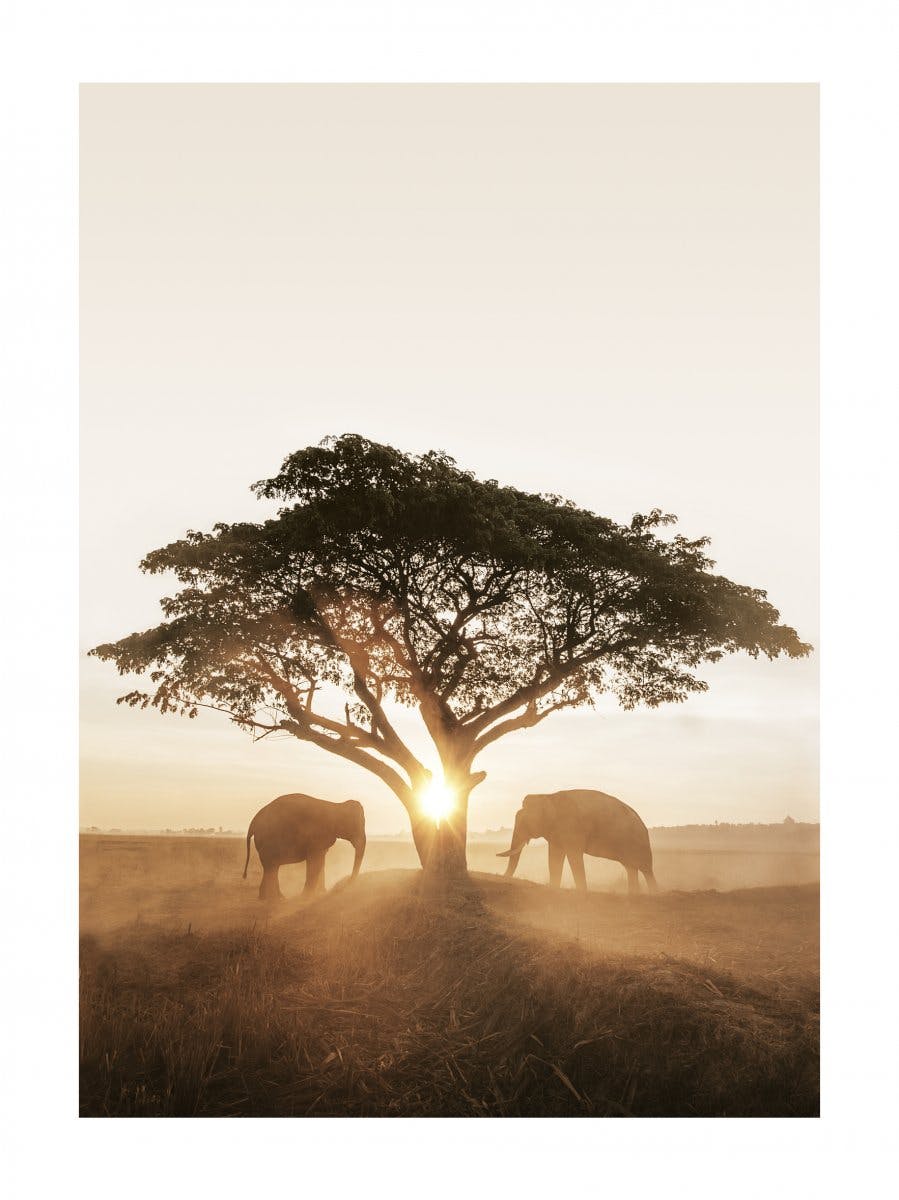 Elefanti al Tramonto Poster 0