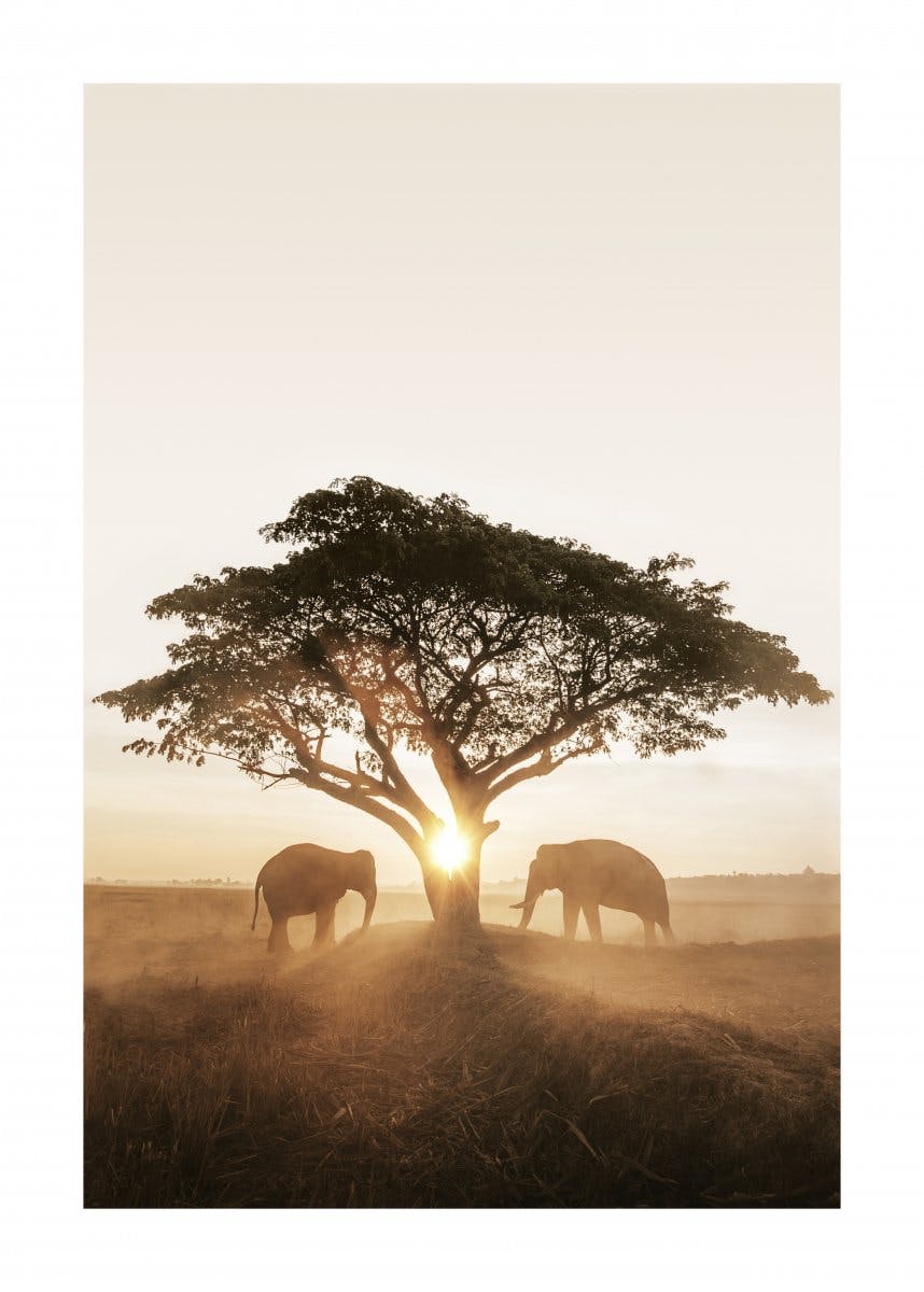 Auringonnousu ja Elefantit Juliste 0