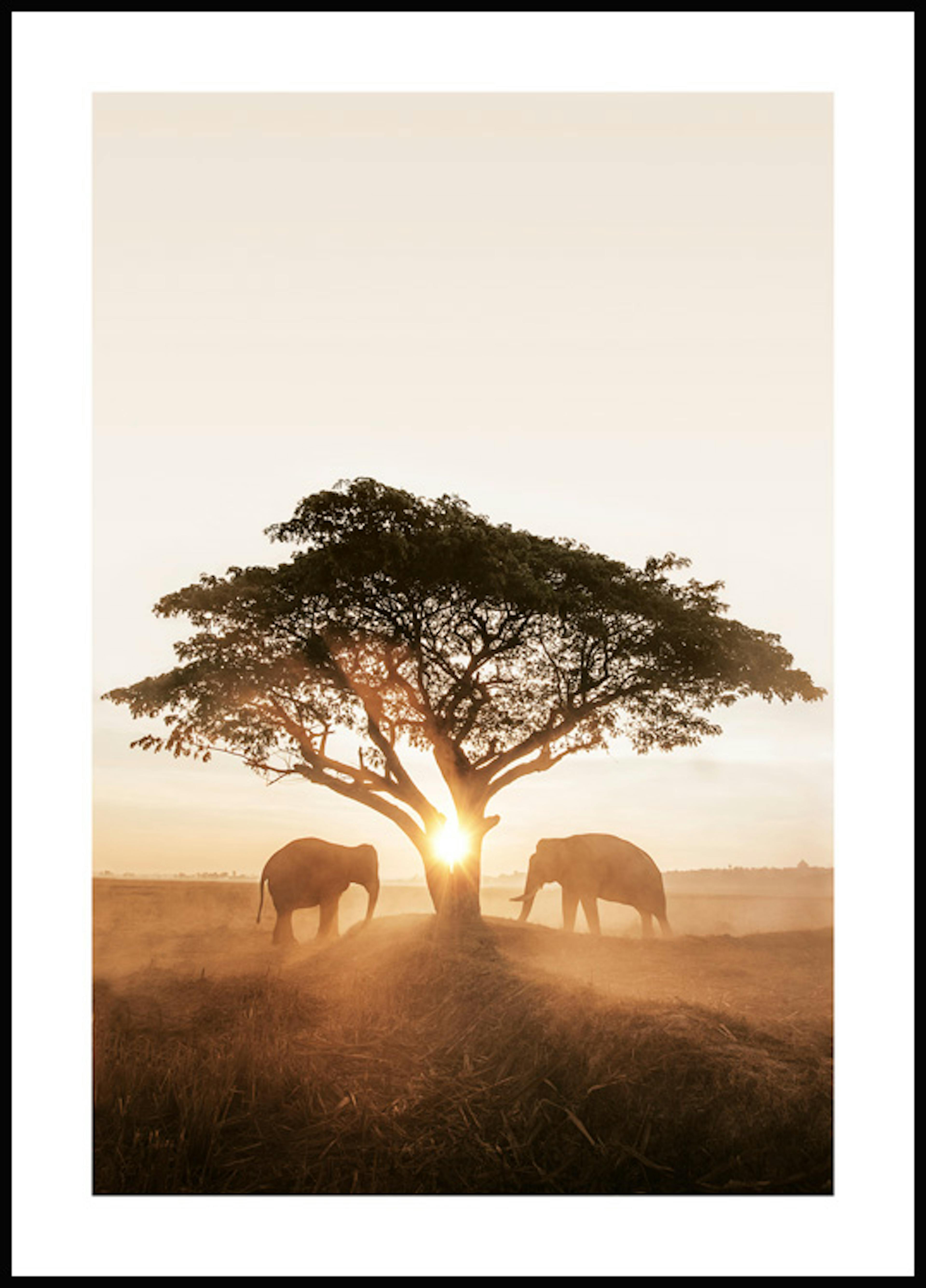 Sonnenaufgang Elefanten Poster 0