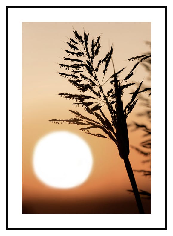 Plakat Złoty Zachód Słońca (50x70 cm) - Poster Store
