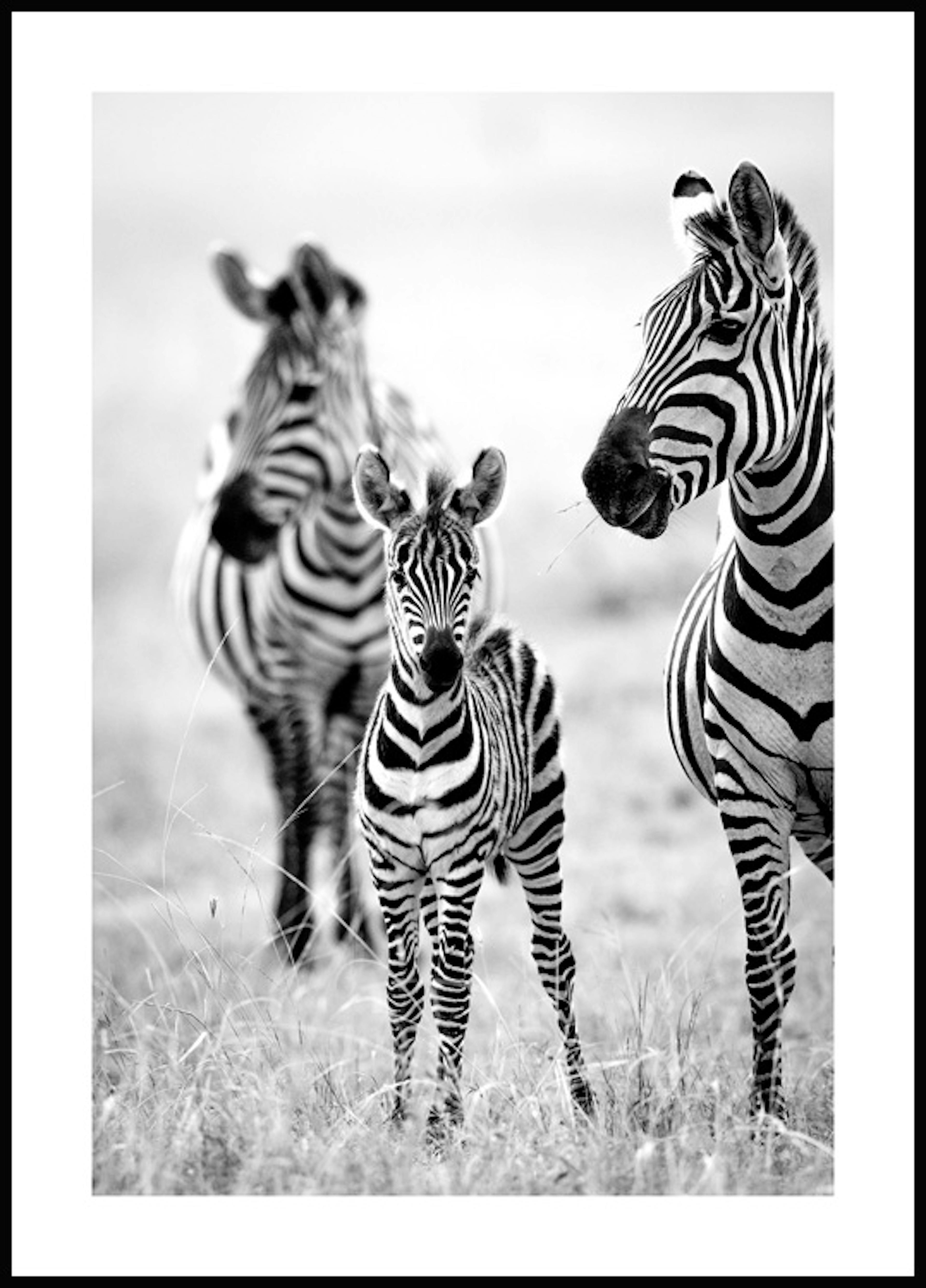 Zebra Family Poster 0