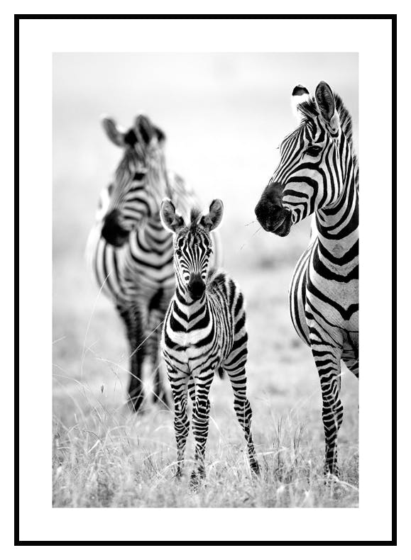 Zebra Family Poster (50x70 cm) - Poster Store