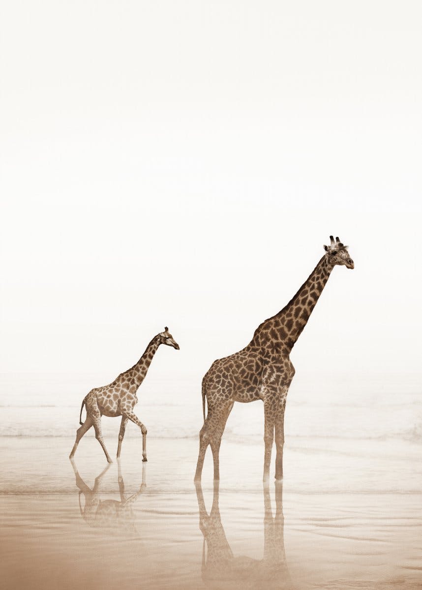 Giraffes by the Beach Poster 0