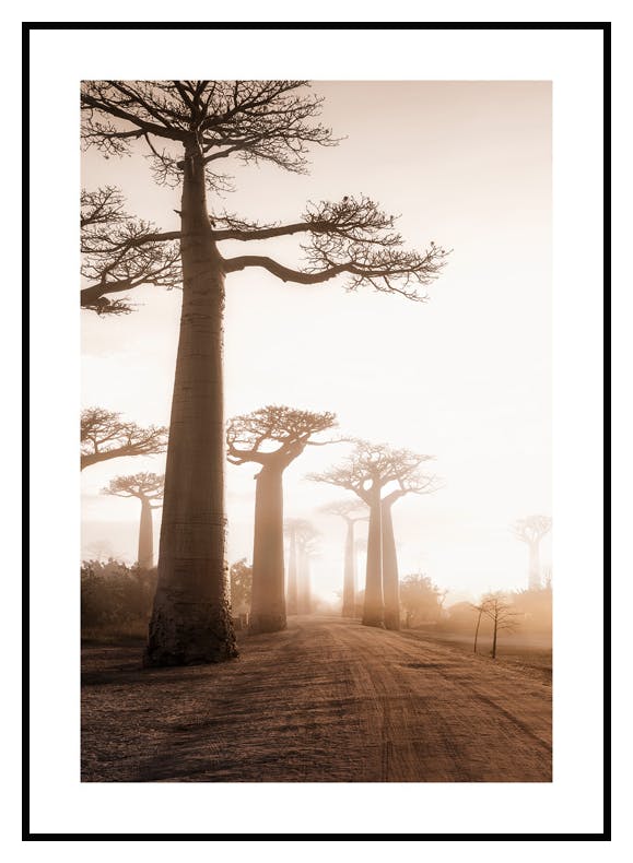 Baobab Träd Poster (50x70 cm) - Poster Store
