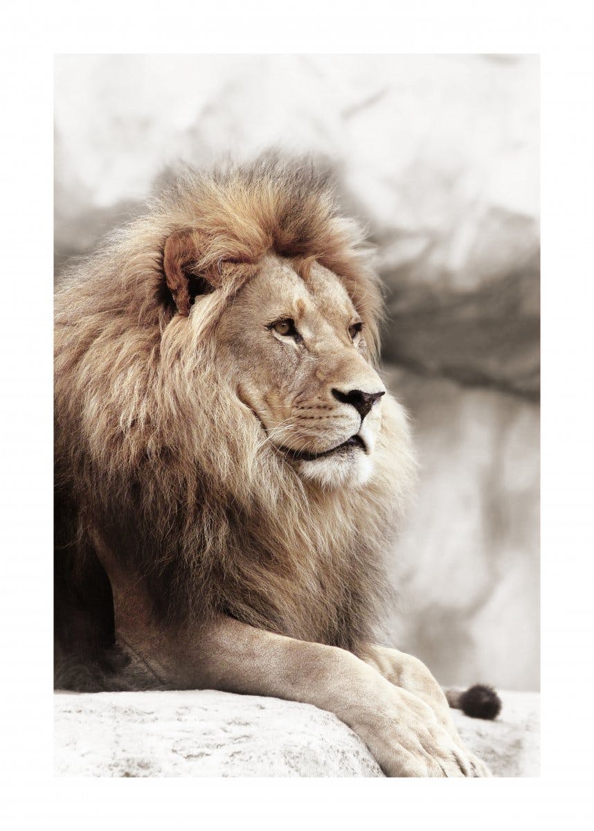 Löwe auf dem Felsen Poster 0
