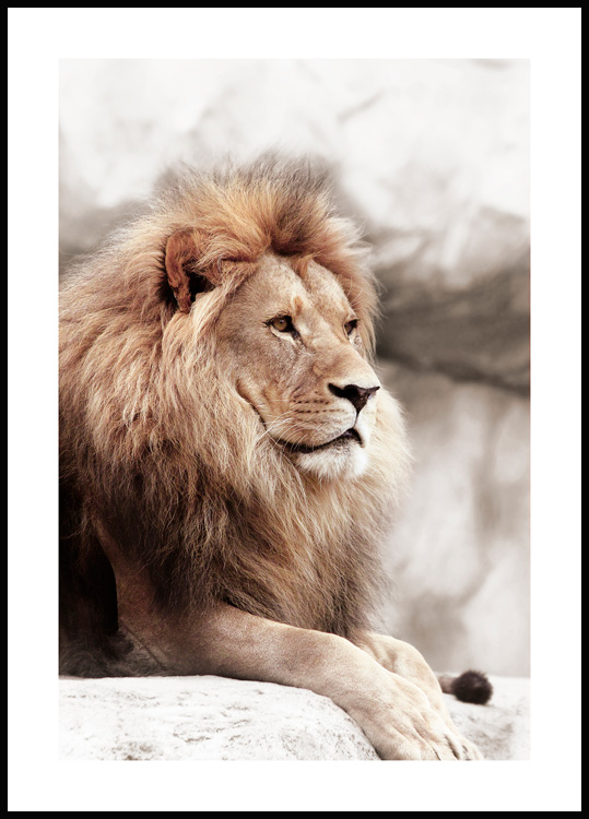 Poster Lion sur le Rocher