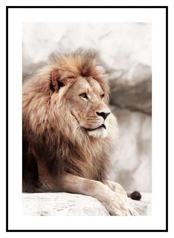 Leijona kalliolla Juliste (30x40 cm) - Poster Store