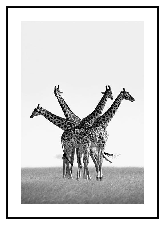 Giraffer på en savanne plakat (50x70 cm) - Poster Store