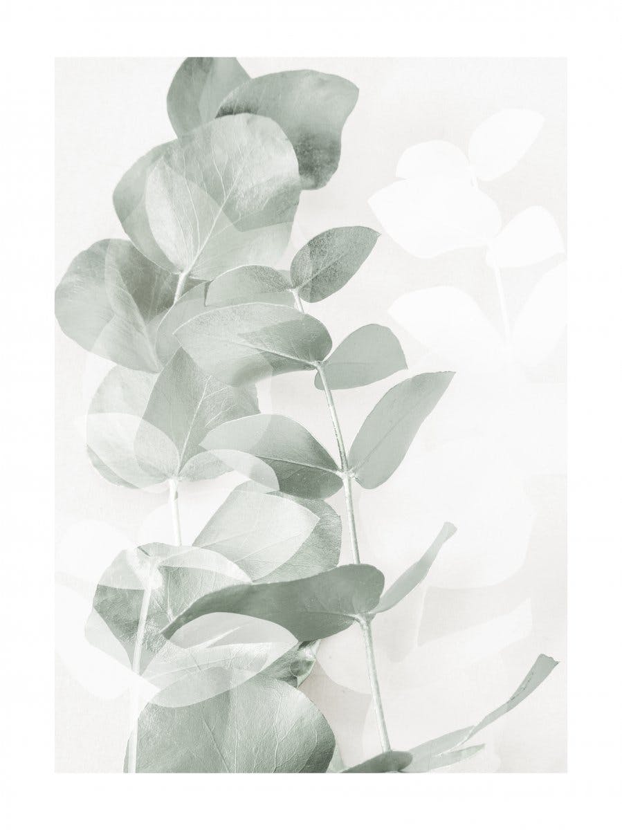 Eucalyptus Shades No1 Plakat 0