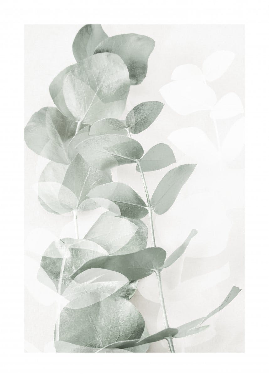 Eukalyptusformen Nr1 Poster 0