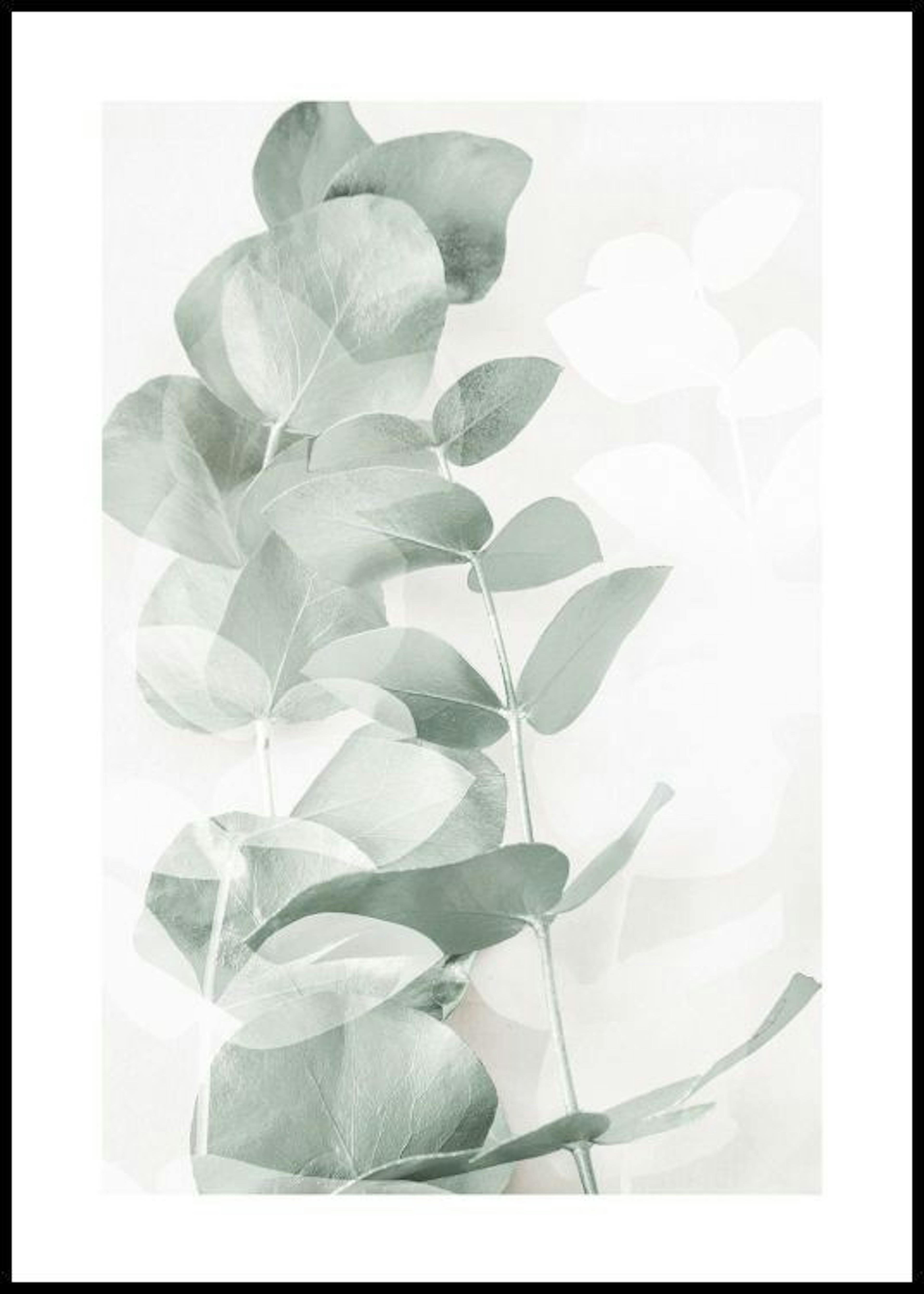 Eukalyptus Nyanser No1 Poster 0