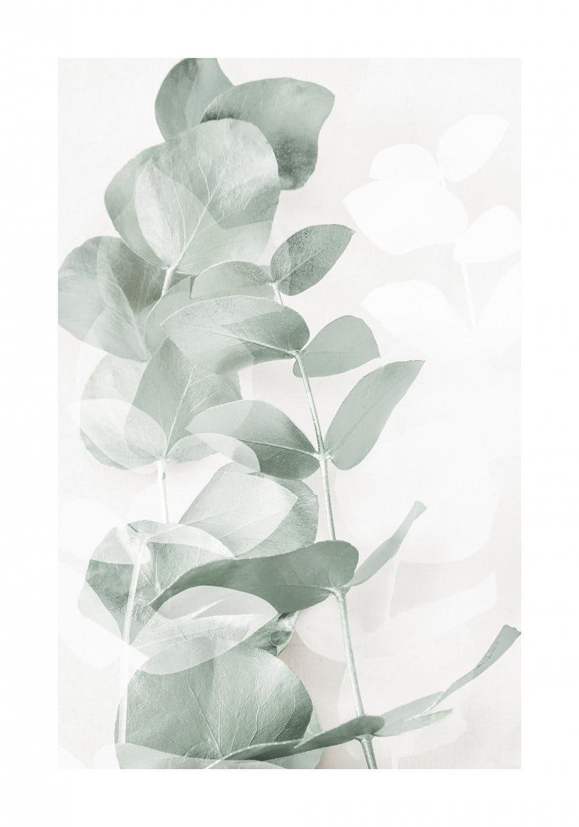 Nuances Eucalyptus No1 Poster 0