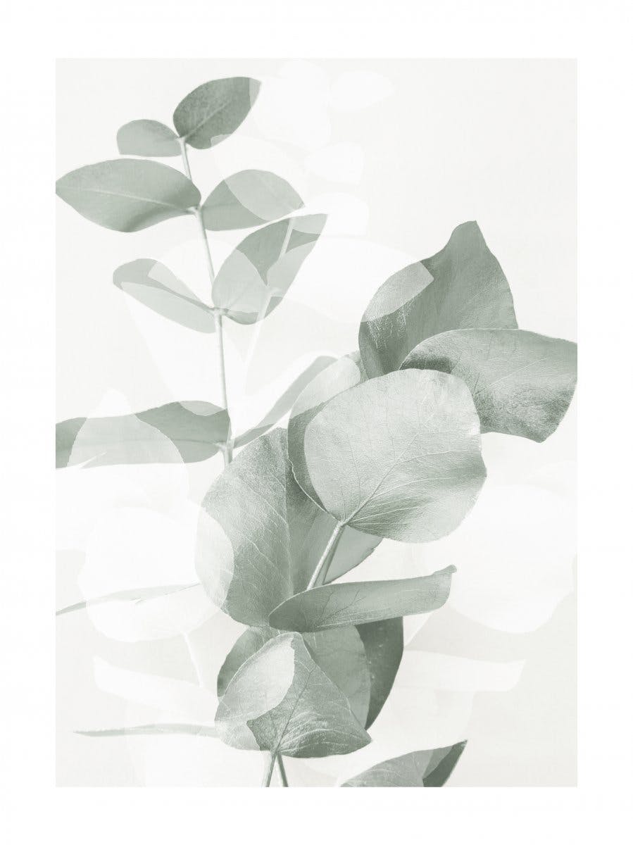 Eukalyptusformen Nr2 Poster 0