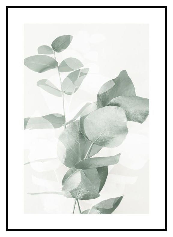 Eucalyptus Shades No2 Poster (70x100 cm) - Poster Store