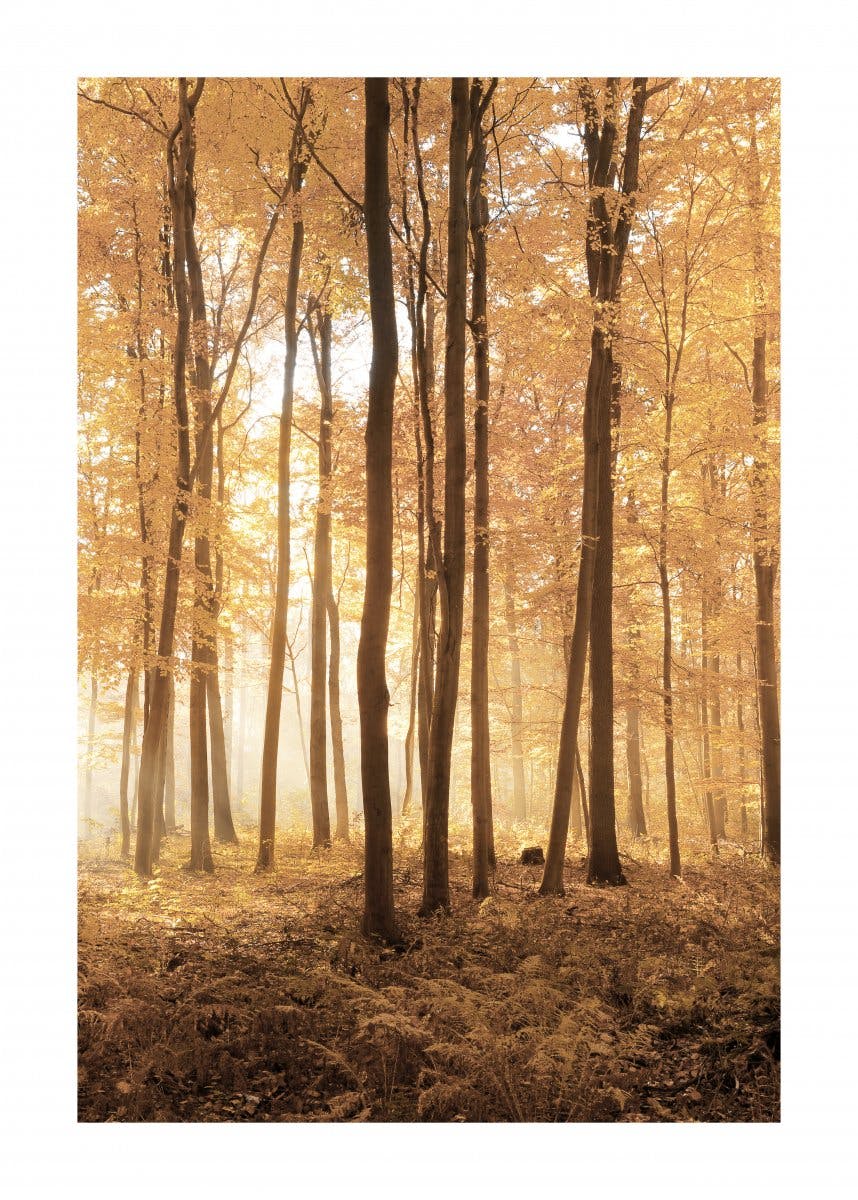Plakat Drzewa Jesienią 0