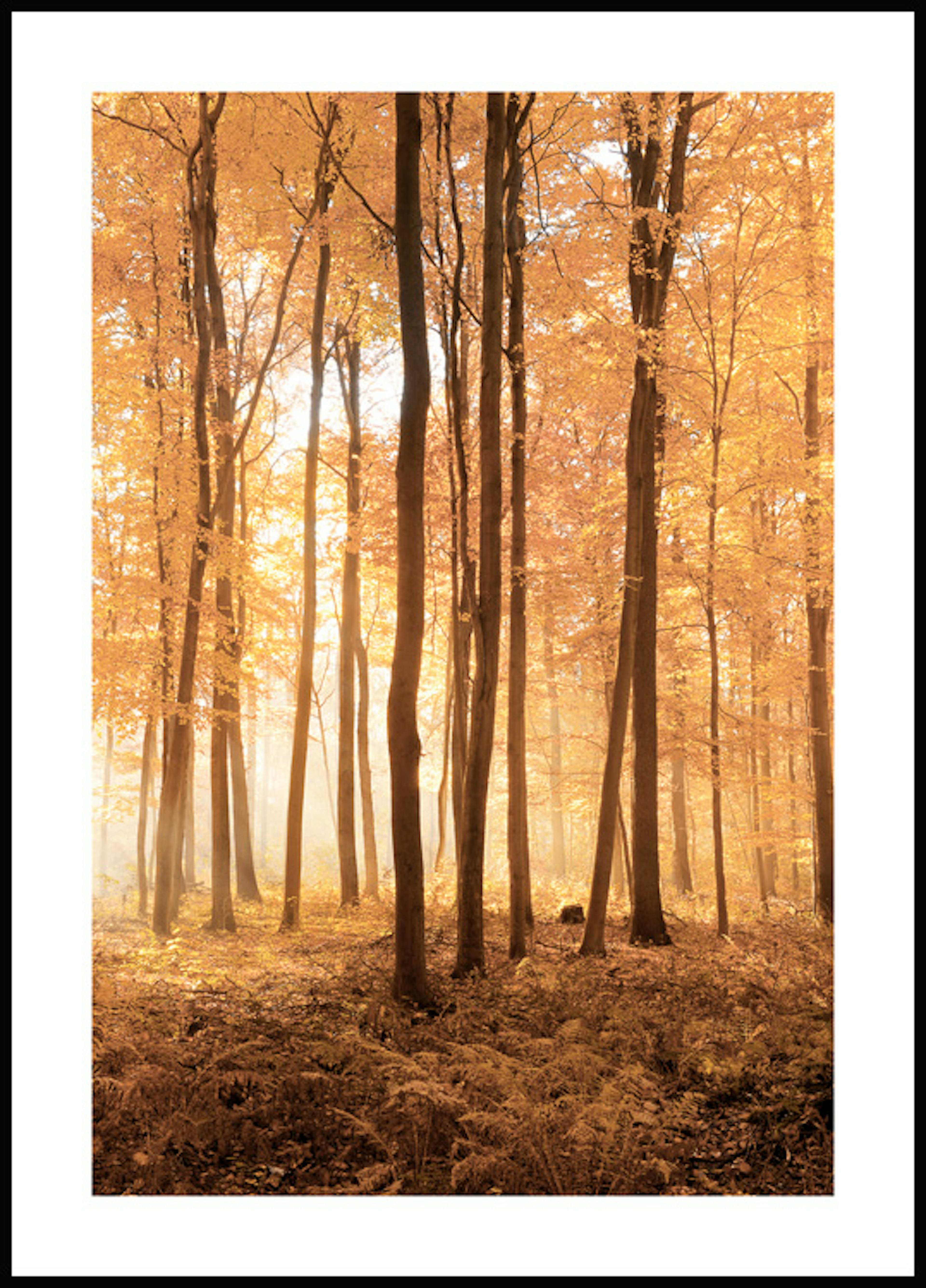 Herbstbäume Poster 0