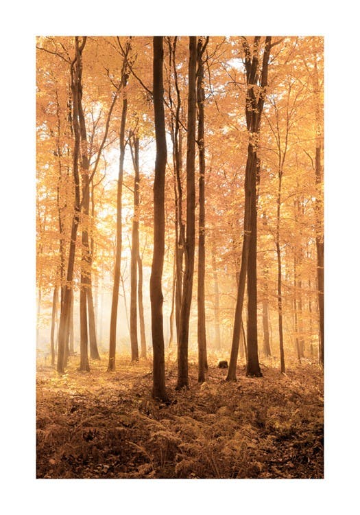 Plakat Drzewa Jesienią 0