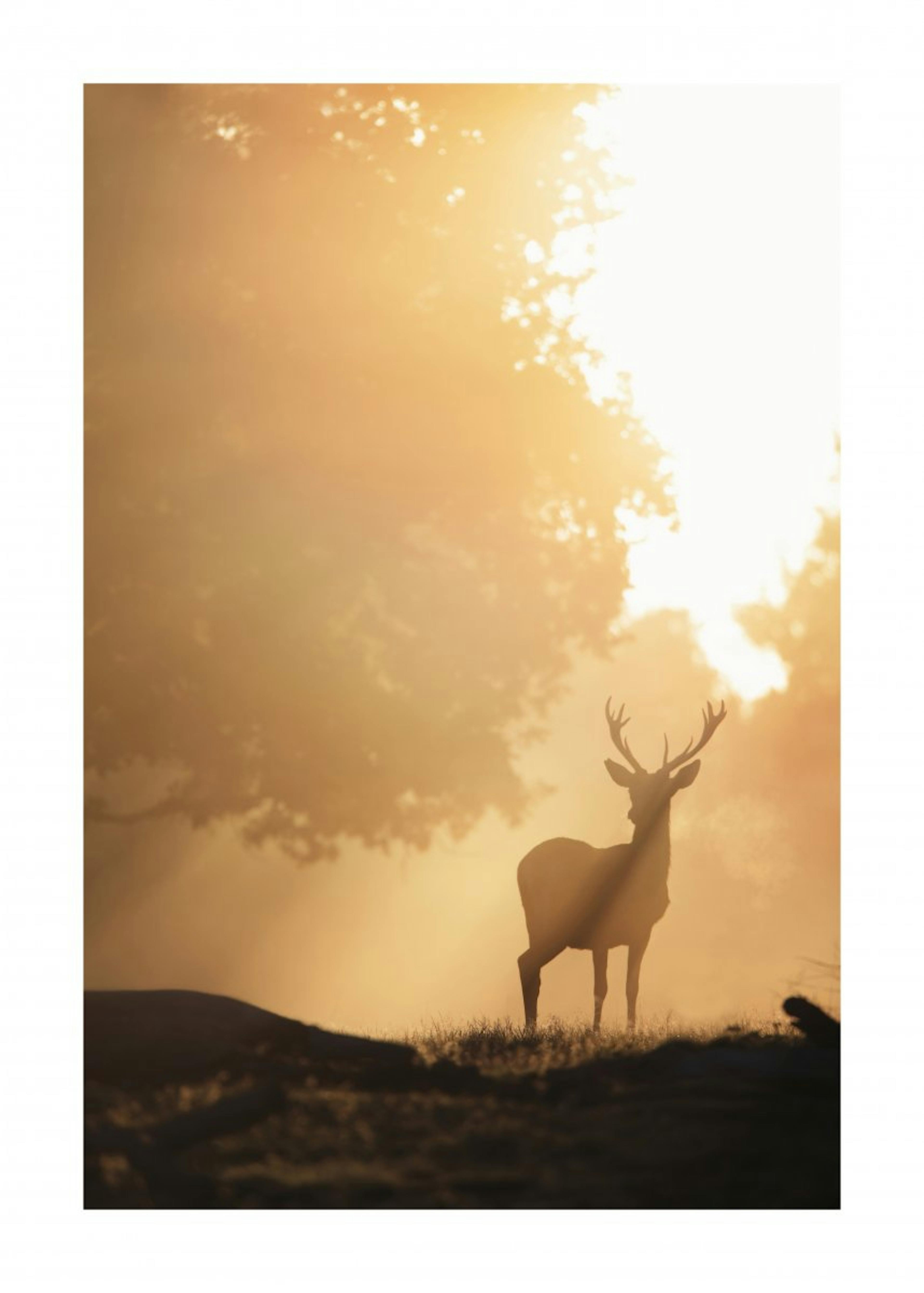 Deer in Golden Light Poster 0