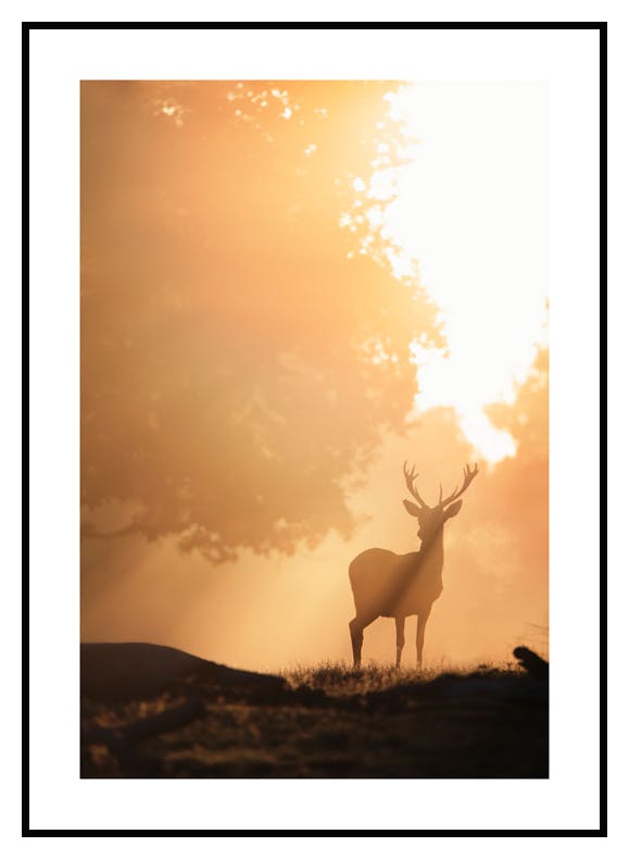 Hirsch im goldenen Licht Poster (21x30 cm) - Poster Store