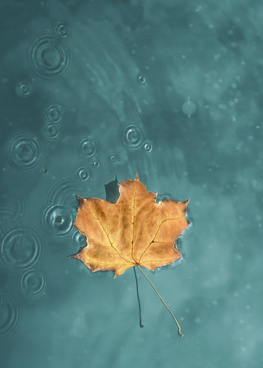 Leaf in Blue Lake Poster 0