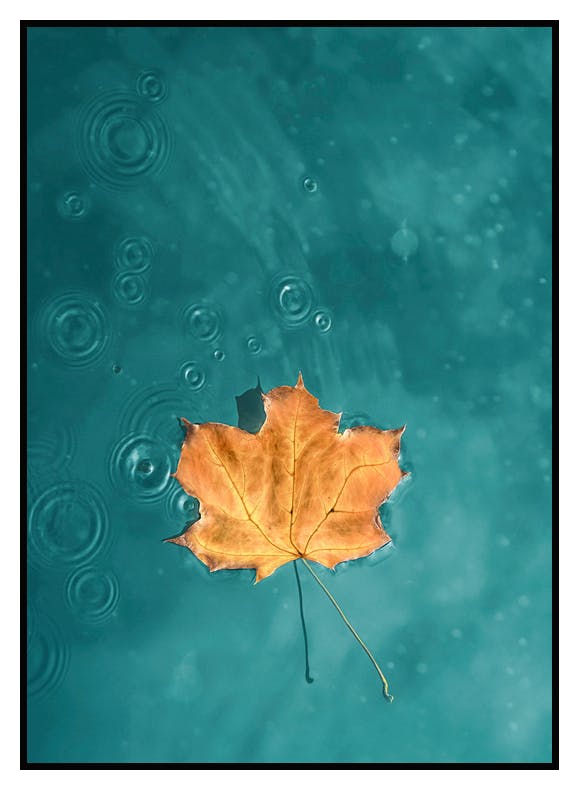 Plakat Liść W Niebieskiej Rzece (50x70 cm) - Poster Store