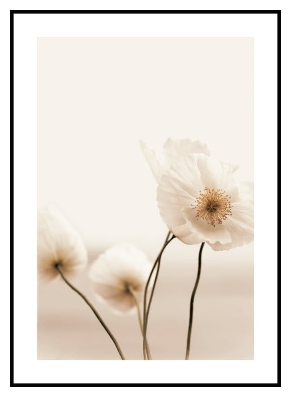 Wild Poppy Poster (21x30 cm) - Poster Store